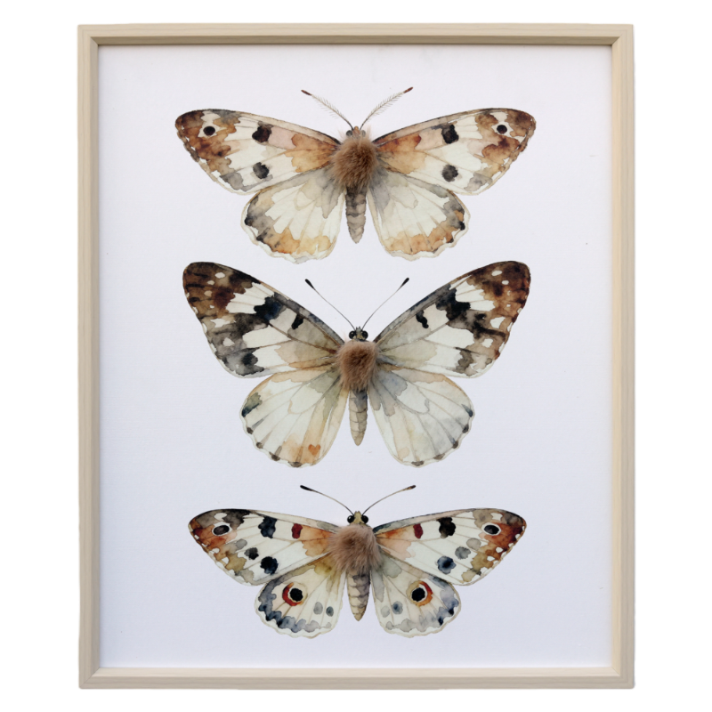 Textured Butterfly Specimen Wall Art