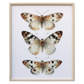 Textured Butterfly Specimen Wall Art