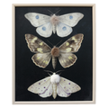 Textured Butterfly Specimen Wall Art (Vertical Set)